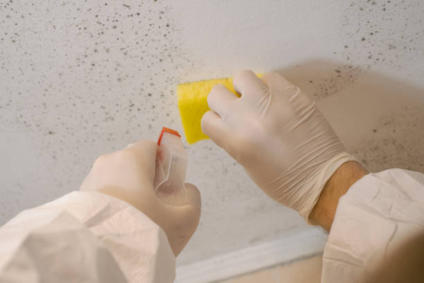 Best Asbestos and Lead Testing During Mold Inspection  in Marshall, MI