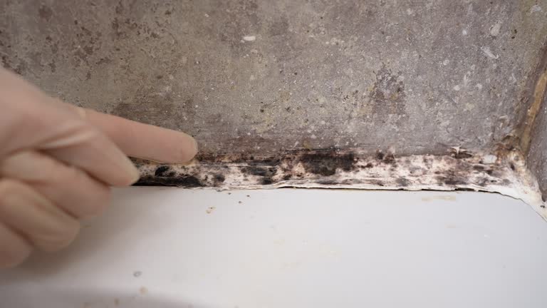 Best Industrial Mold Remediation  in Marshall, MI