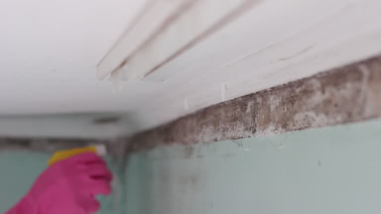 Best Commercial Mold Inspection  in Marshall, MI